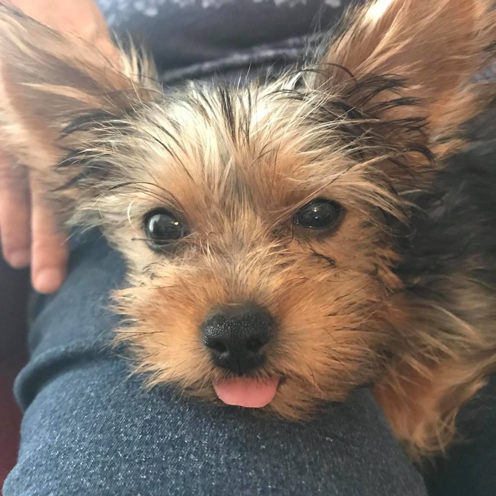 Meet your Posher, Joann